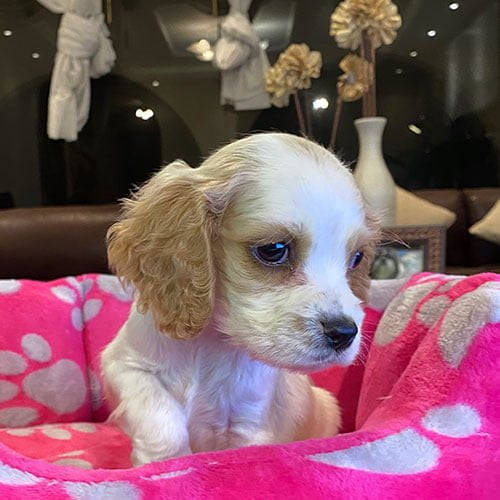 Cocker Perros de venta en Quito Cachorros de criadero Super Pet