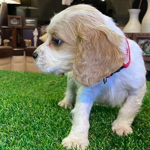 Comprar un cachorro cocker con tarjeta de crédito