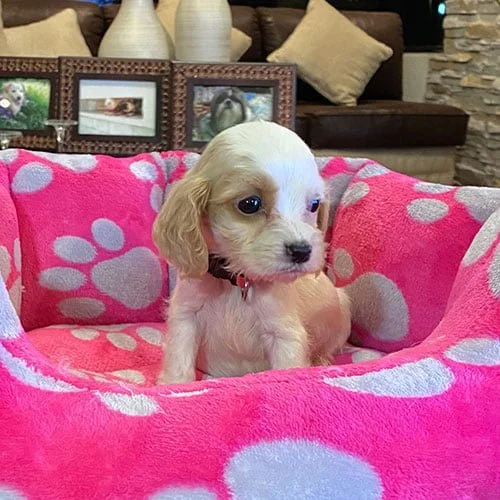 Comprar un cachorro cocker con factura y garantía