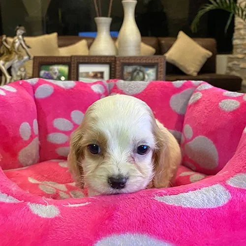 Tienda de mascotas Super Pet Ecuador