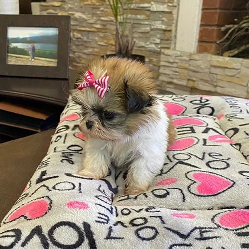 Venta de perros shih tzu con tarjetas de crédito