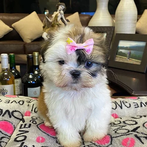 Descuentos si la compra de su perros shih tzu es en efectivo