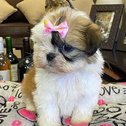 Asesoramiento y seguimiento en la compra de su cachorro