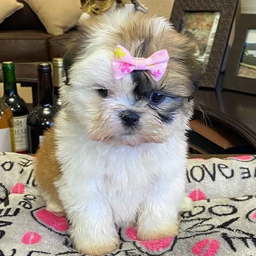 Venta de perros shih tzu con factura y garantía