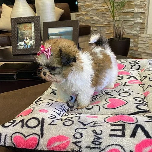 Precio de un perros shih tzu en Ecuador