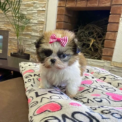 Adquiera su cachorro shih tzu en una tienda autorizada