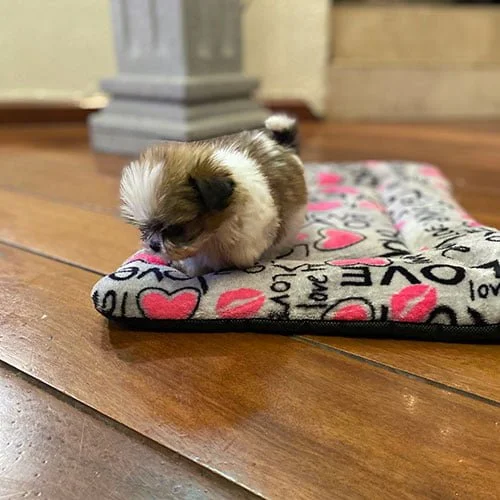 Venta de perros shih tzu en Ecuador