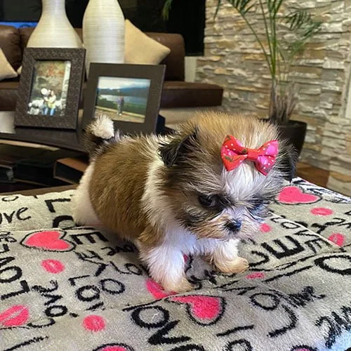 Venta de perros shih tzu con factura y garantía