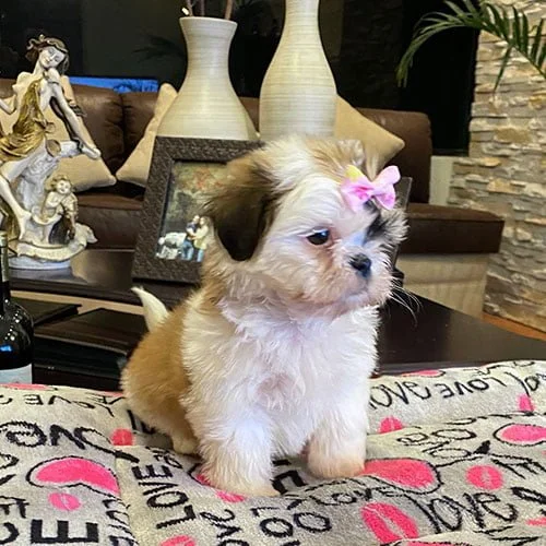 Venta de perros shih tzu con tarjetas de crédito
