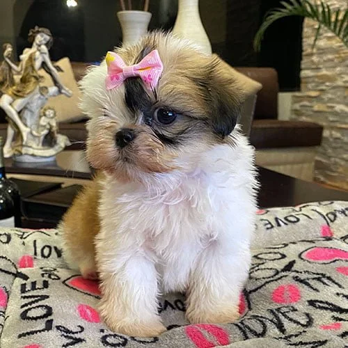 Venta de perros shih tzu en Ecuador