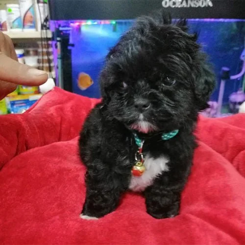 Tienda de mascotas Super Pet Ecuador