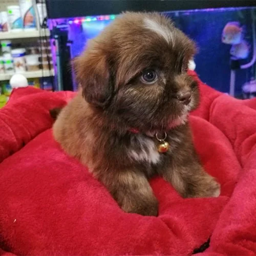 Cachorros castellano de venta en Ecuador