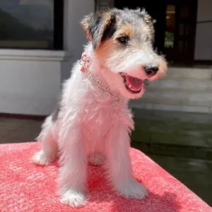 Fox Terrier