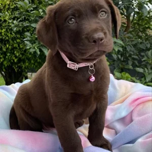 Labrador