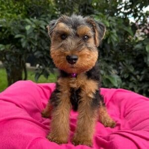 Welsh Terrier (Terrier galés)