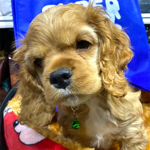 Adquiera su cachorro cocker americano en una tienda autorizada