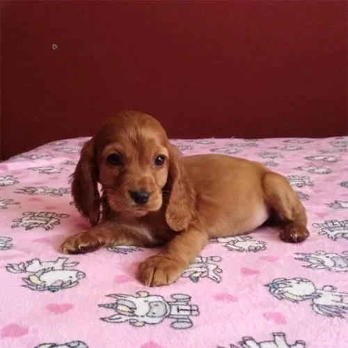 Comprar un perro cocker con factura y garantía