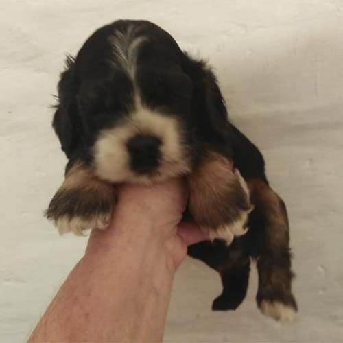 Cocker Americano Perros de venta en Quito Ecuador Cachorros de criadero Super Pet
