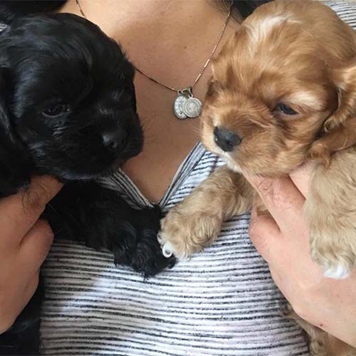 Cocker Americano Perros de venta en Quito Ecuador Cachorros de criadero Super Pet