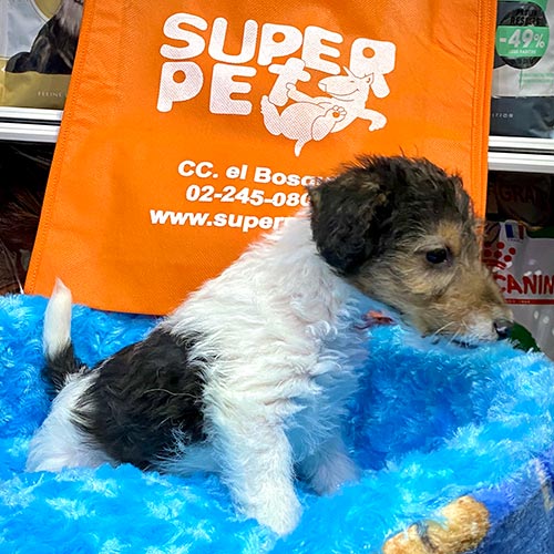 Fox Terrier de venta en Ecuador