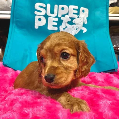 Cachorros Cocker de venta en Ecuador