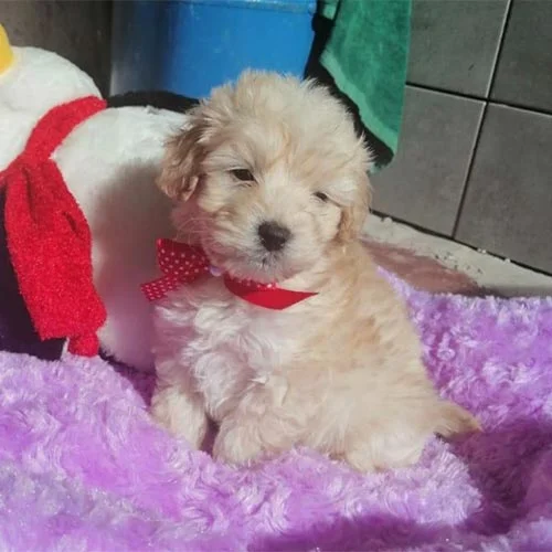 Venta de cachorros castellano con tarjeta de crédito