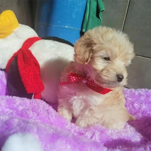 Venta de cachorros castellano con tarjeta de crédito