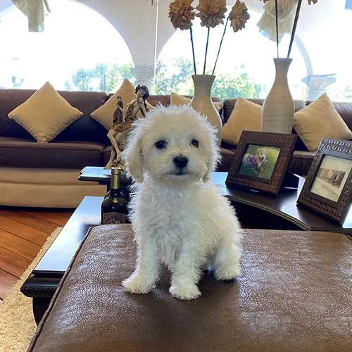 Venta de cachorros castellano con tarjeta de crédito