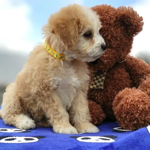 Venta de perros castellano con factura y garantía