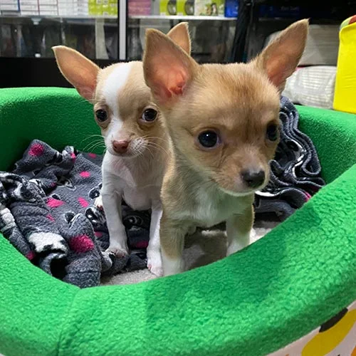 Cachorritos Chihuahua