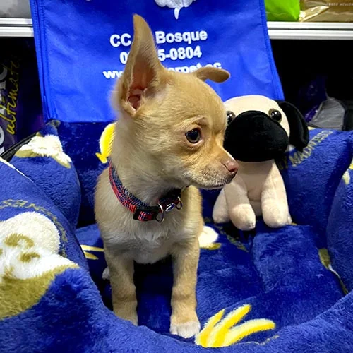 Comprar un perro chihuahua con factura y garantía
