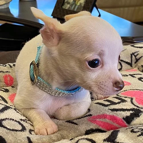 Tienda de mascotas Super Pet Ecuador