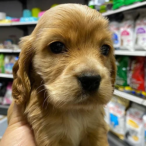 Precio de un perro cocker