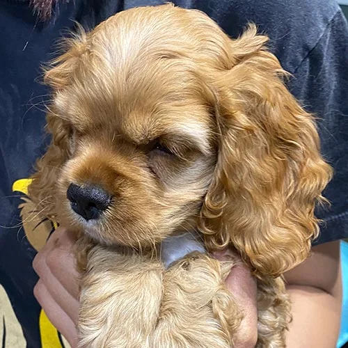 Venta de perros Cocker Americano