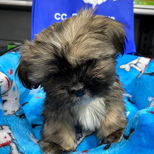 Descuentos si la compra de su perros shih tzu es en efectivo