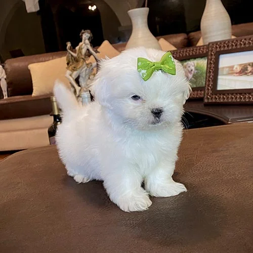 Descuentos si la compra de su perros shih tzu es en efectivo