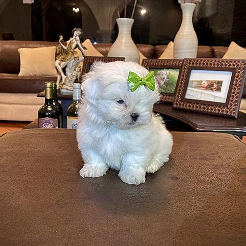 Venta de perros shih tzu con factura y garantía