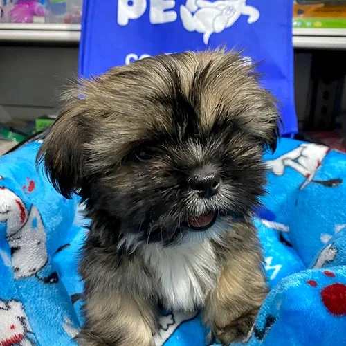 Asesoramiento y seguimiento en la compra de su cachorro