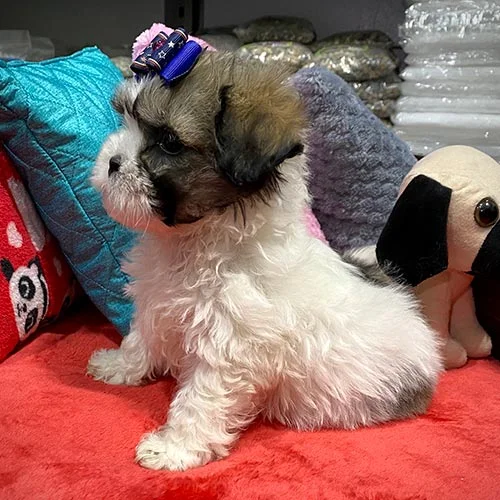 Venta de perros shih tzu en Ecuador