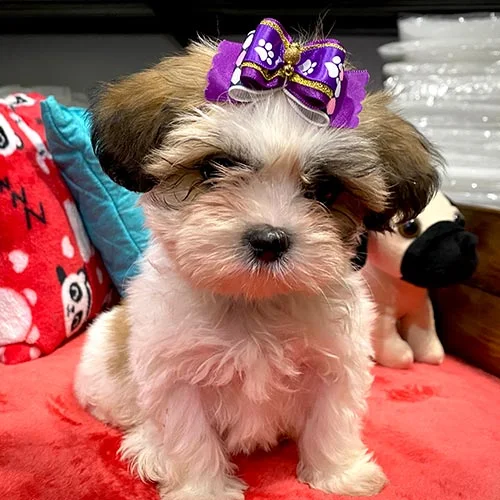 Venta de perros shih tzu con tarjetas de crédito