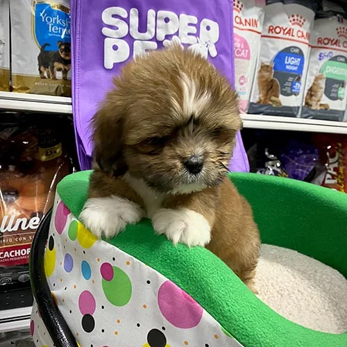 Adquiera su cachorro shih tzu en una tienda autorizada