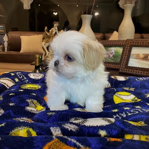 Asesoramiento y seguimiento en la compra de su cachorro
