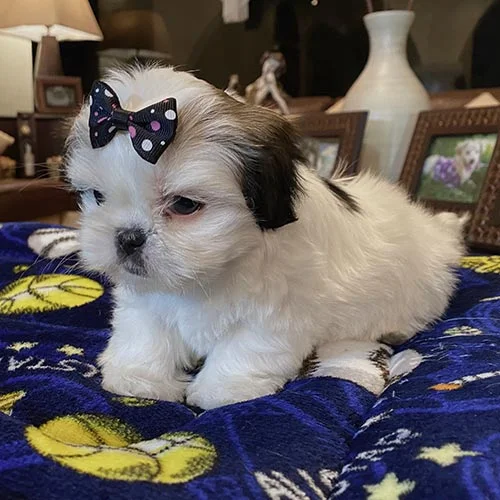 Venta de perros shih tzu en Ecuador