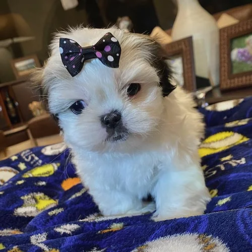 Venta de perros shih tzu con factura y garantía