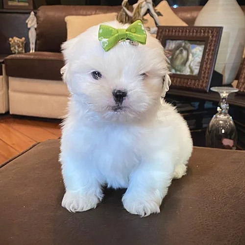Adquiera su cachorro shih tzu en una tienda autorizada