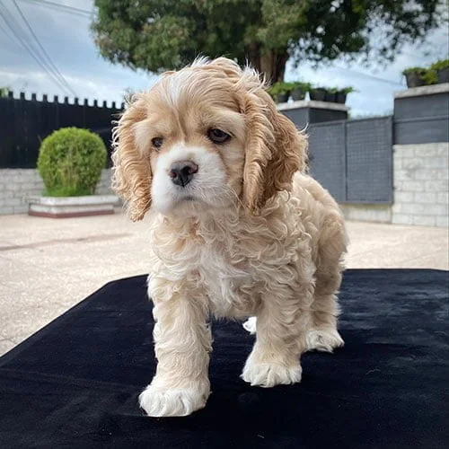 Venta de cachorros Cocker Americano