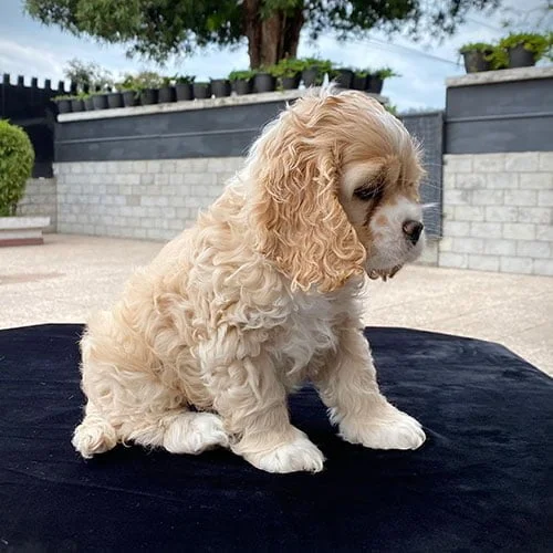 Envíos a Guayaquil, Machala, Cuenca, Quito y todo Ecuador