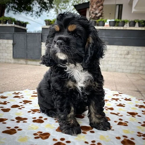 Envíos a Guayaquil, Machala, Cuenca, Quito y todo Ecuador