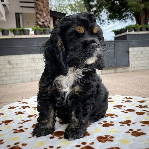 Venta de perros Cocker Americano