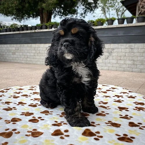 Envíos a Guayaquil, Machala, Cuenca, Quito y todo Ecuador